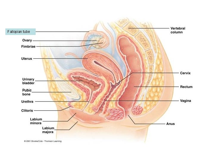 Fallopian tube 