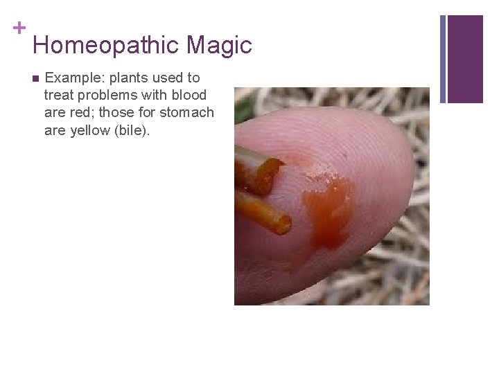 + Homeopathic Magic n Example: plants used to treat problems with blood are red;