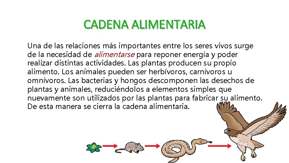 CADENA ALIMENTARIA Una de las relaciones más importantes entre los seres vivos surge de