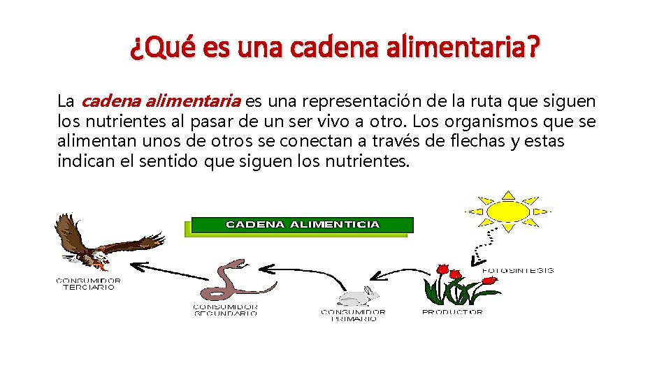 ¿Qué es una cadena alimentaria? La cadena alimentaria es una representación de la ruta