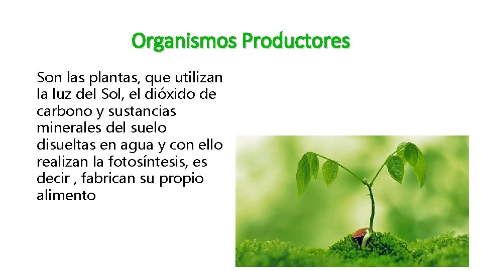 Organismos Productores Son las plantas, que utilizan la luz del Sol, el dióxido de