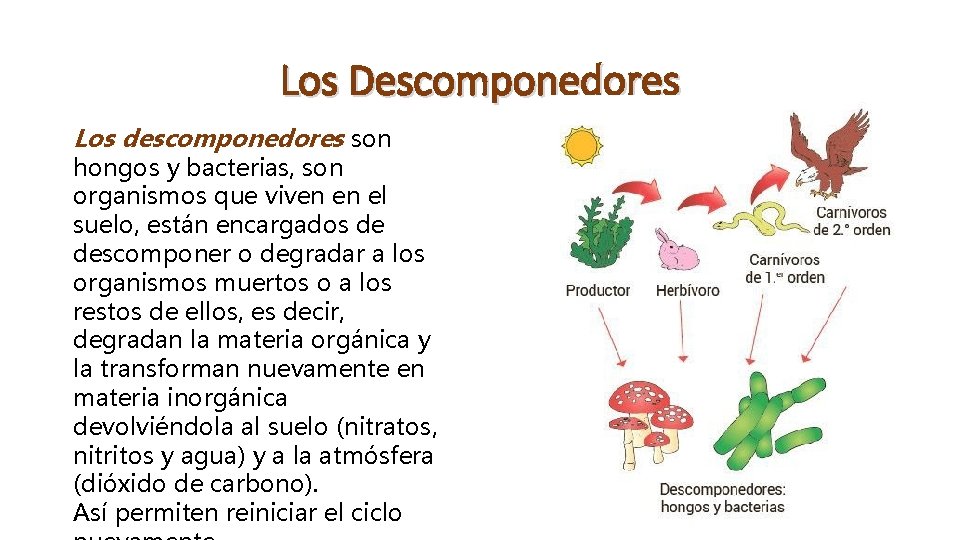 Los Descomponedores Los descomponedores son hongos y bacterias, son organismos que viven en el