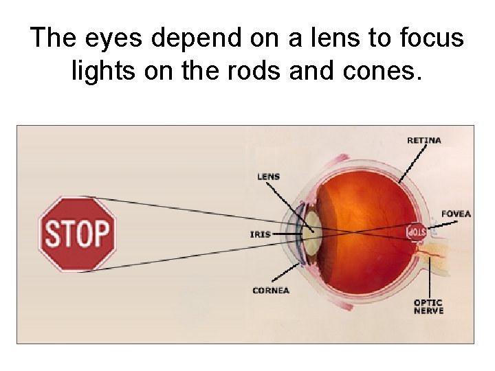 The eyes depend on a lens to focus lights on the rods and cones.