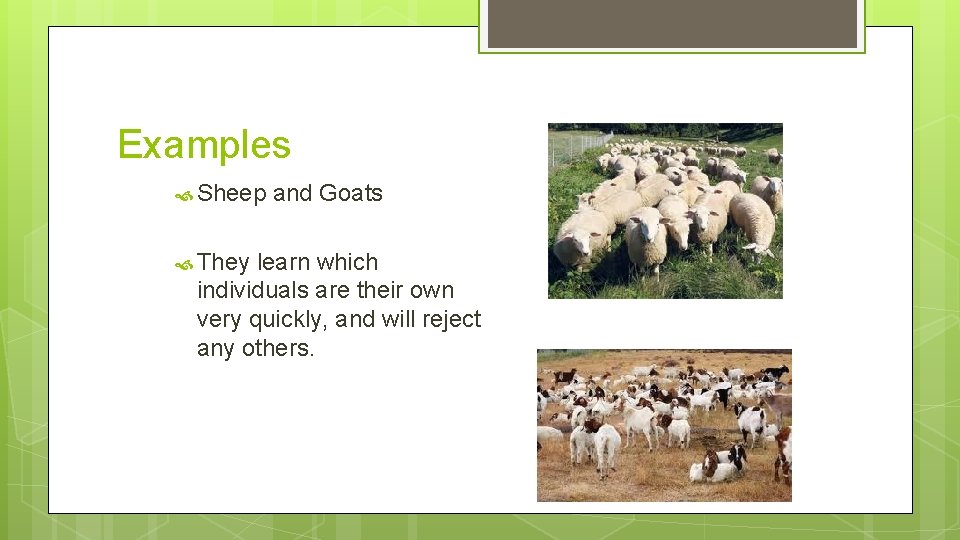 Examples Sheep They and Goats learn which individuals are their own very quickly, and