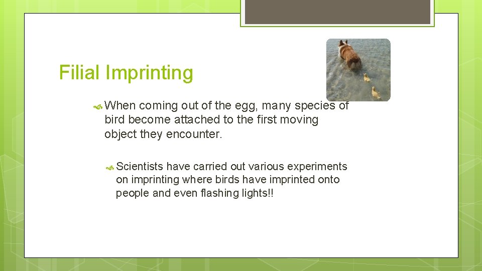 Filial Imprinting When coming out of the egg, many species of bird become attached