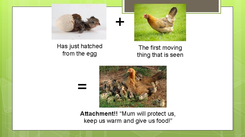 + Has just hatched from the egg The first moving that is seen =