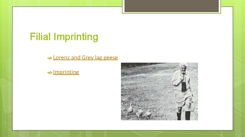 Filial Imprinting Lorenz and Grey lag geese Imprinting 