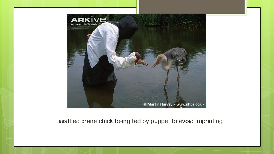 Wattled crane chick being fed by puppet to avoid imprinting. 