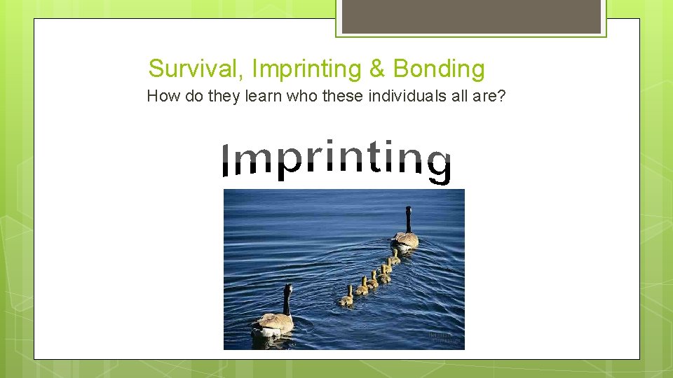 Survival, Imprinting & Bonding How do they learn who these individuals all are? 