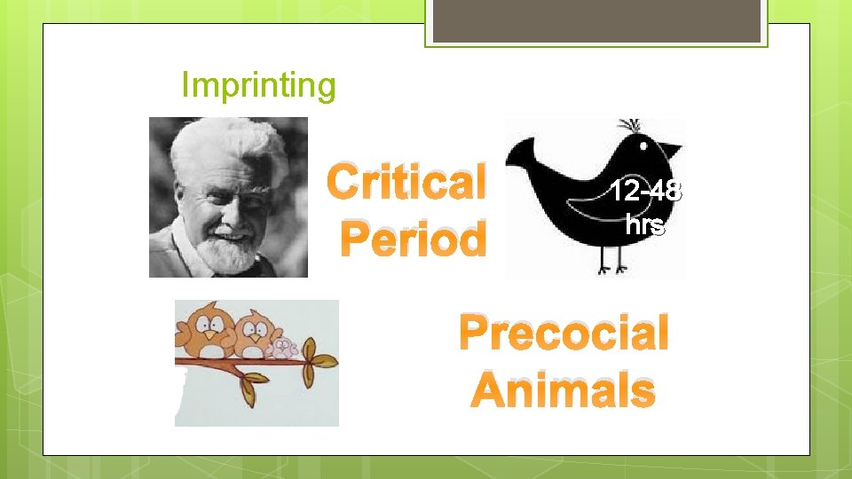 Imprinting Critical Period 12 -48 hrs Precocial Animals 