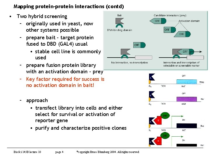 Mapping protein-protein interactions (contd) • Two hybrid screening – originally used in yeast, now