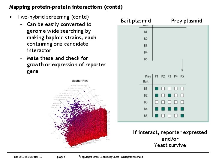 Mapping protein-protein interactions (contd) • Two-hybrid screening (contd) – Can be easily converted to