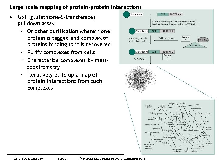 Large scale mapping of protein-protein interactions • GST (glutathione-S-transferase) pulldown assay – Or other