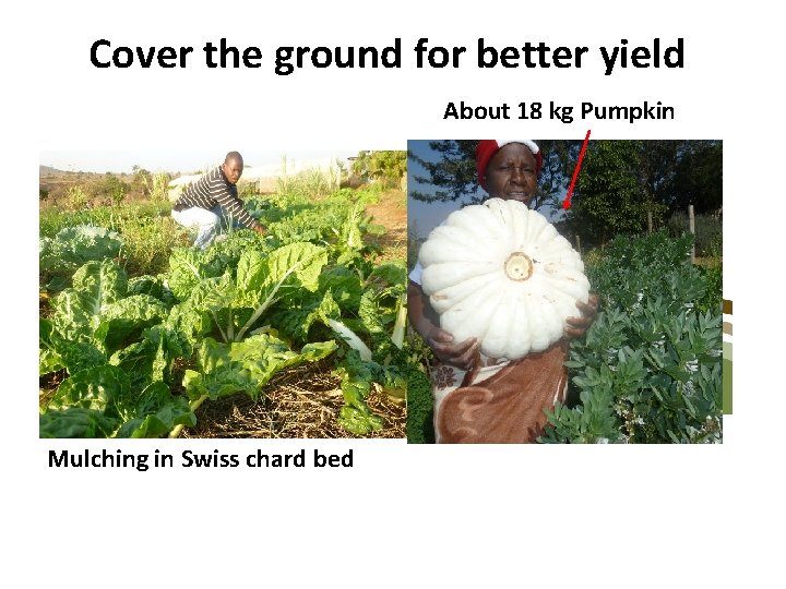 Cover the ground for better yield About 18 kg Pumpkin Mulching in Swiss chard