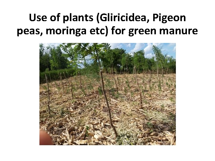 Use of plants (Gliricidea, Pigeon peas, moringa etc) for green manure 