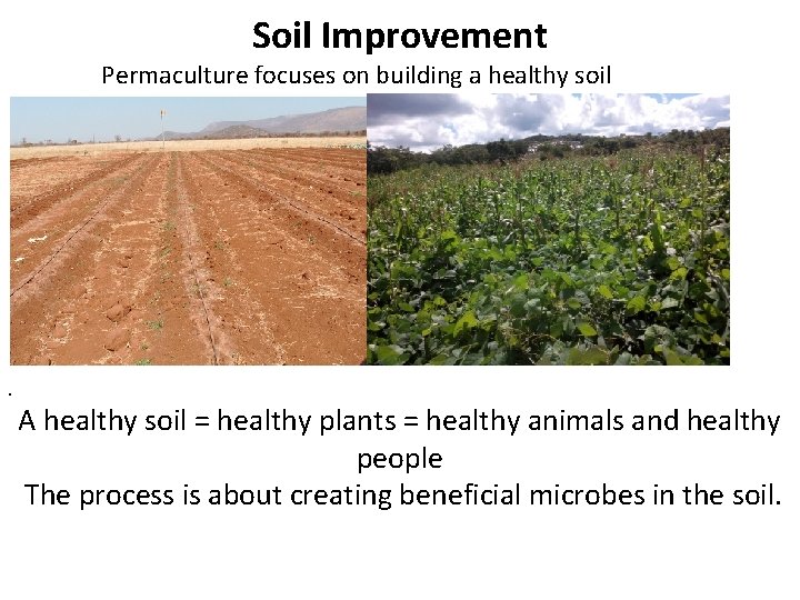 Soil Improvement Permaculture focuses on building a healthy soil . A healthy soil =