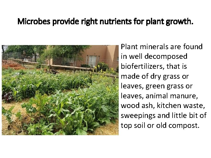 Microbes provide right nutrients for plant growth. Plant minerals are found in well decomposed