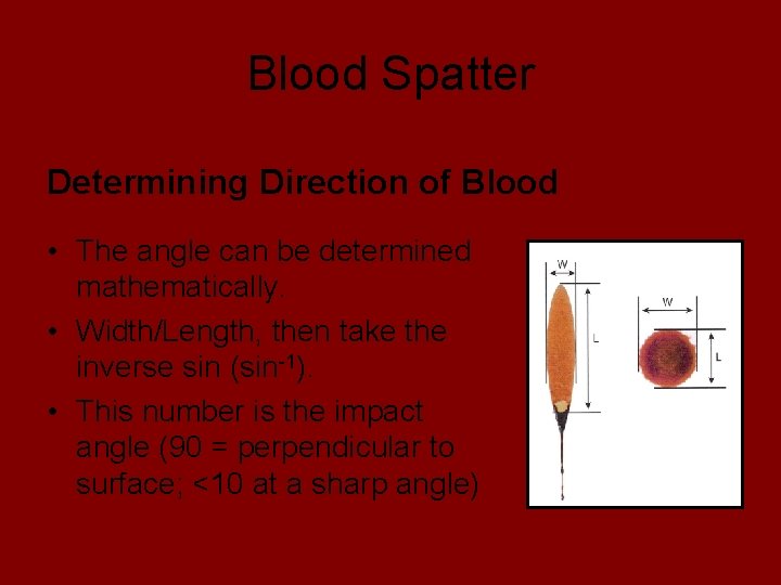 Blood Spatter Determining Direction of Blood • The angle can be determined mathematically. •
