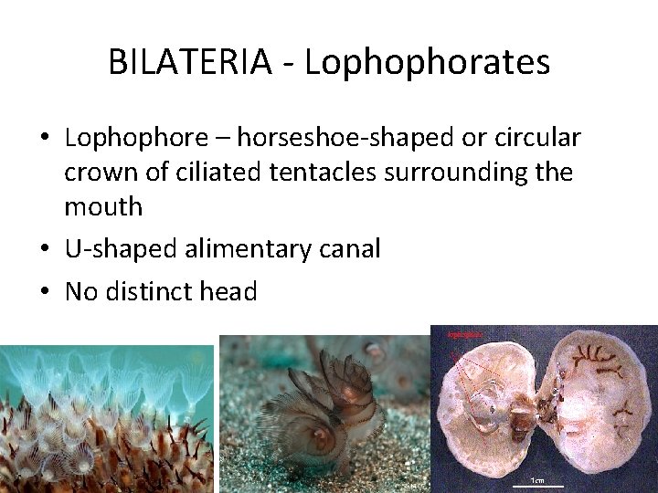 Invertebrates Part 1 SPONGES Suspension feeders Lack tissue