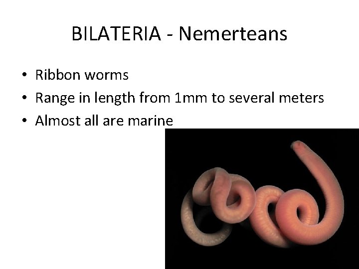 Invertebrates Part 1 SPONGES Suspension feeders Lack tissue