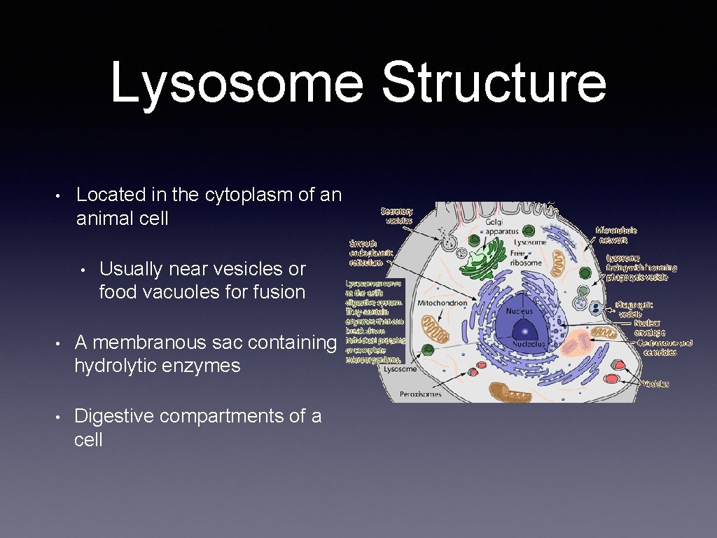 Lysosome Structure • Located in the cytoplasm of an animal cell • Usually near