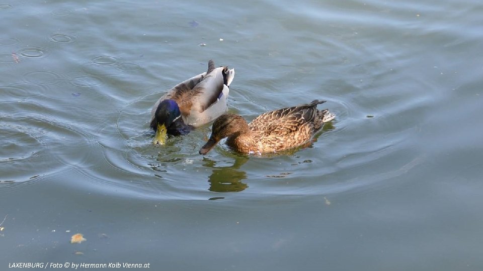 LAXENBURG / Foto © by Hermann Kolb Vienna. at 