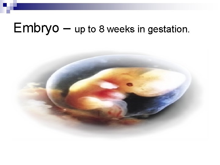 Embryo – up to 8 weeks in gestation. 