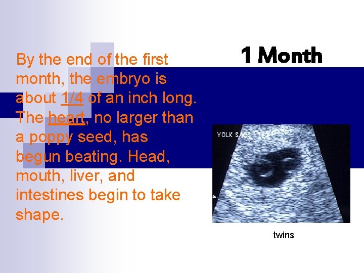 By the end of the first month, the embryo is about 1/4 of an