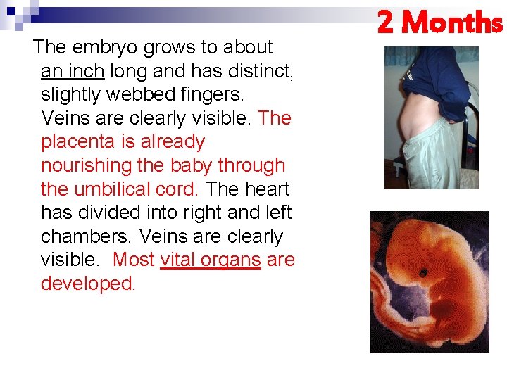 The embryo grows to about an inch long and has distinct, slightly webbed fingers.