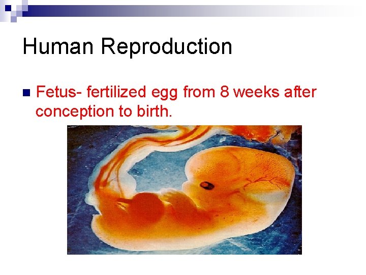 Human Reproduction n Fetus- fertilized egg from 8 weeks after conception to birth. 