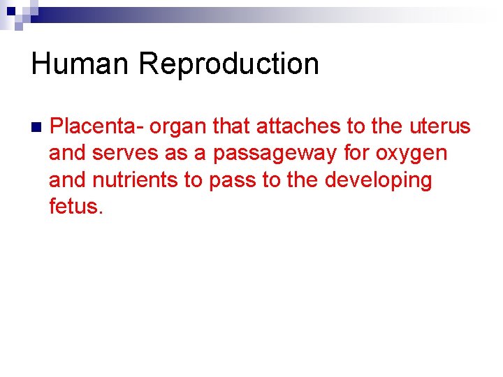 Human Reproduction n Placenta- organ that attaches to the uterus and serves as a