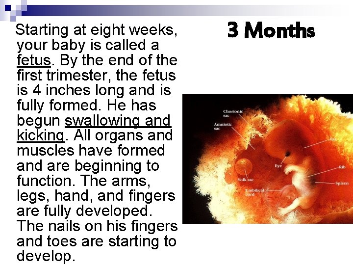 Starting at eight weeks, your baby is called a fetus. By the end of