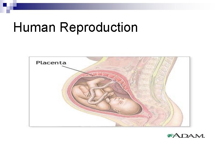 Human Reproduction 
