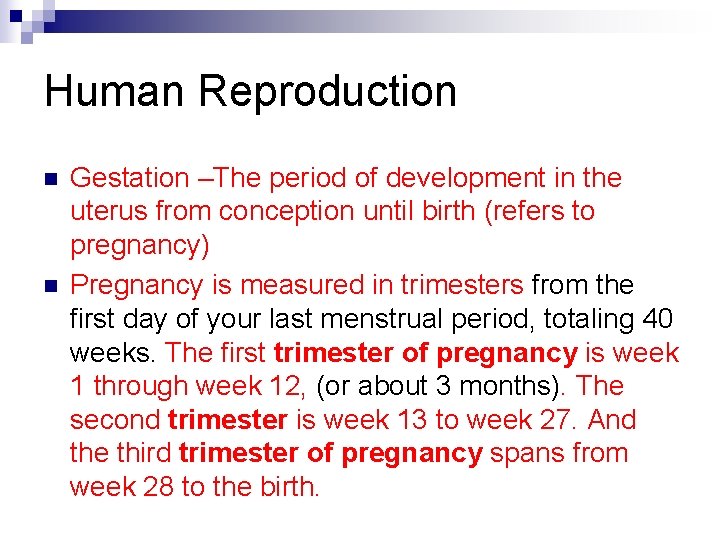 Human Reproduction n n Gestation –The period of development in the uterus from conception