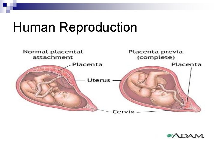 Human Reproduction 