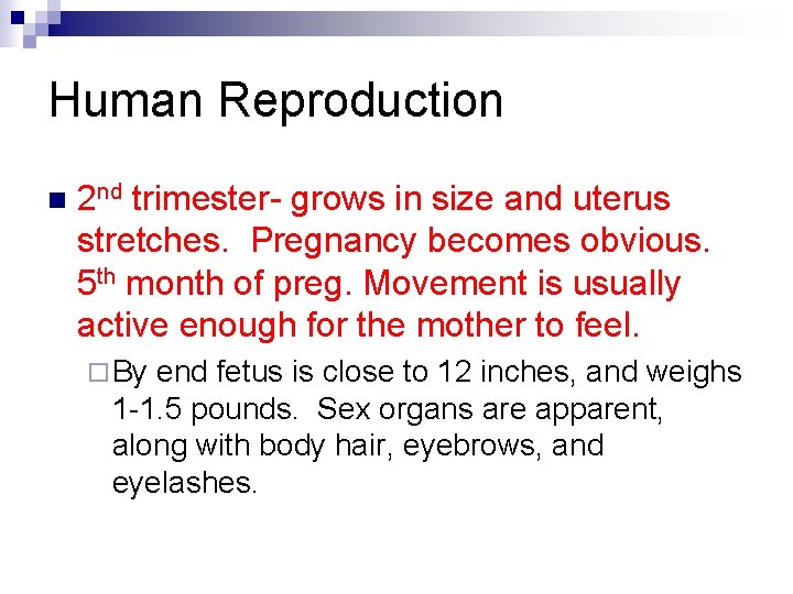 Human Reproduction n 2 nd trimester- grows in size and uterus stretches. Pregnancy becomes