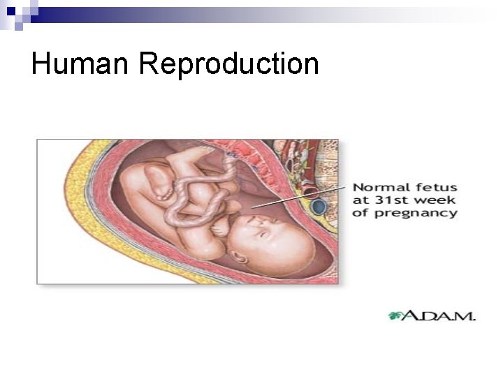 Human Reproduction 