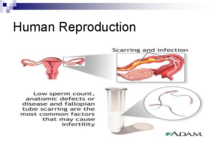 Human Reproduction 