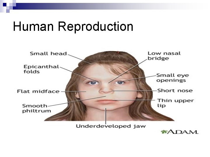 Human Reproduction 