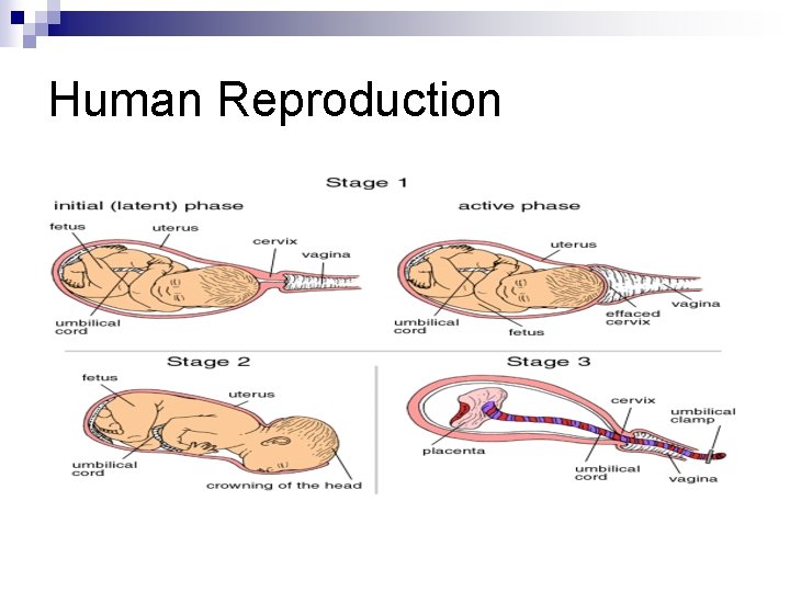 Human Reproduction 