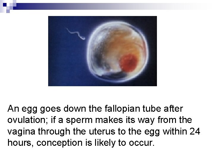 An egg goes down the fallopian tube after ovulation; if a sperm makes its