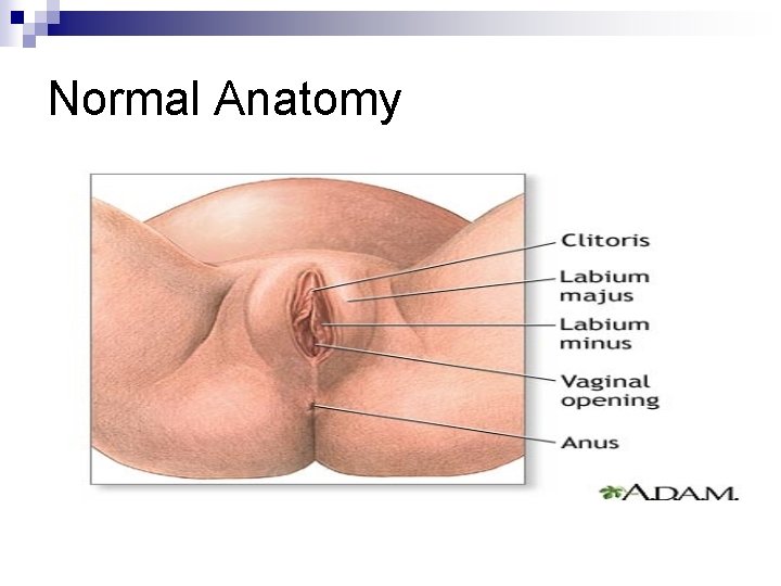 Normal Anatomy 