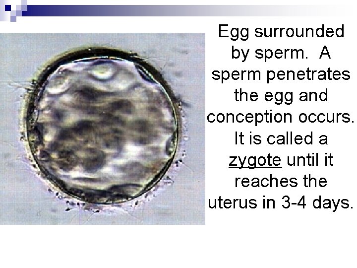 Egg surrounded by sperm. A sperm penetrates the egg and conception occurs. It is