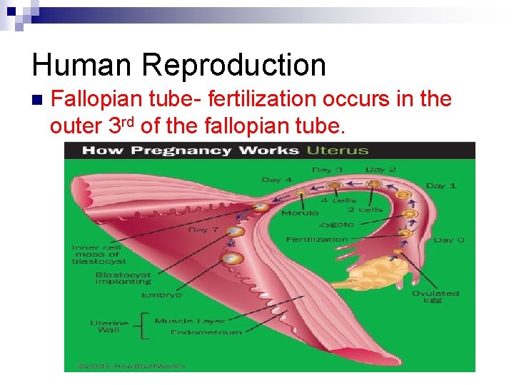 Human Reproduction n Fallopian tube- fertilization occurs in the outer 3 rd of the