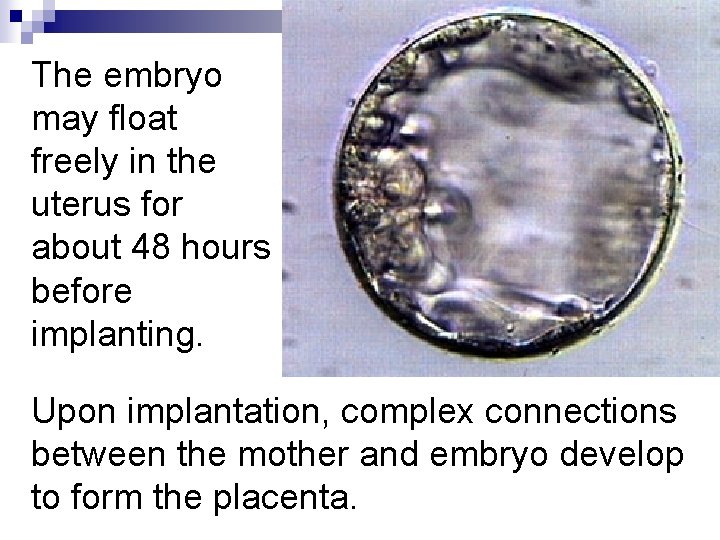 The embryo may float freely in the uterus for about 48 hours before implanting.
