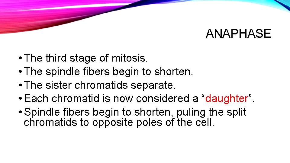 ANAPHASE • The third stage of mitosis. • The spindle fibers begin to shorten.