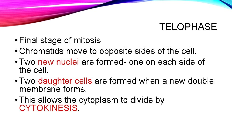 TELOPHASE • Final stage of mitosis • Chromatids move to opposite sides of the