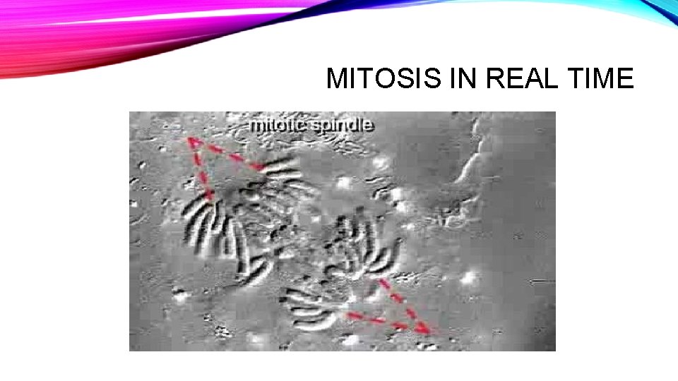 MITOSIS IN REAL TIME 