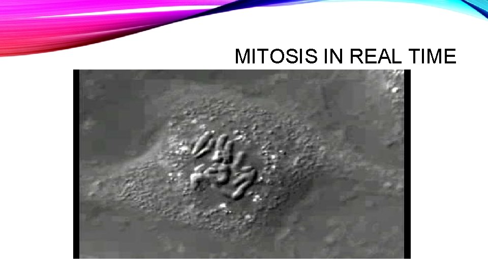 MITOSIS IN REAL TIME 