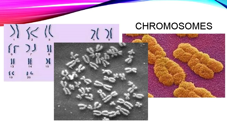 CHROMOSOMES 